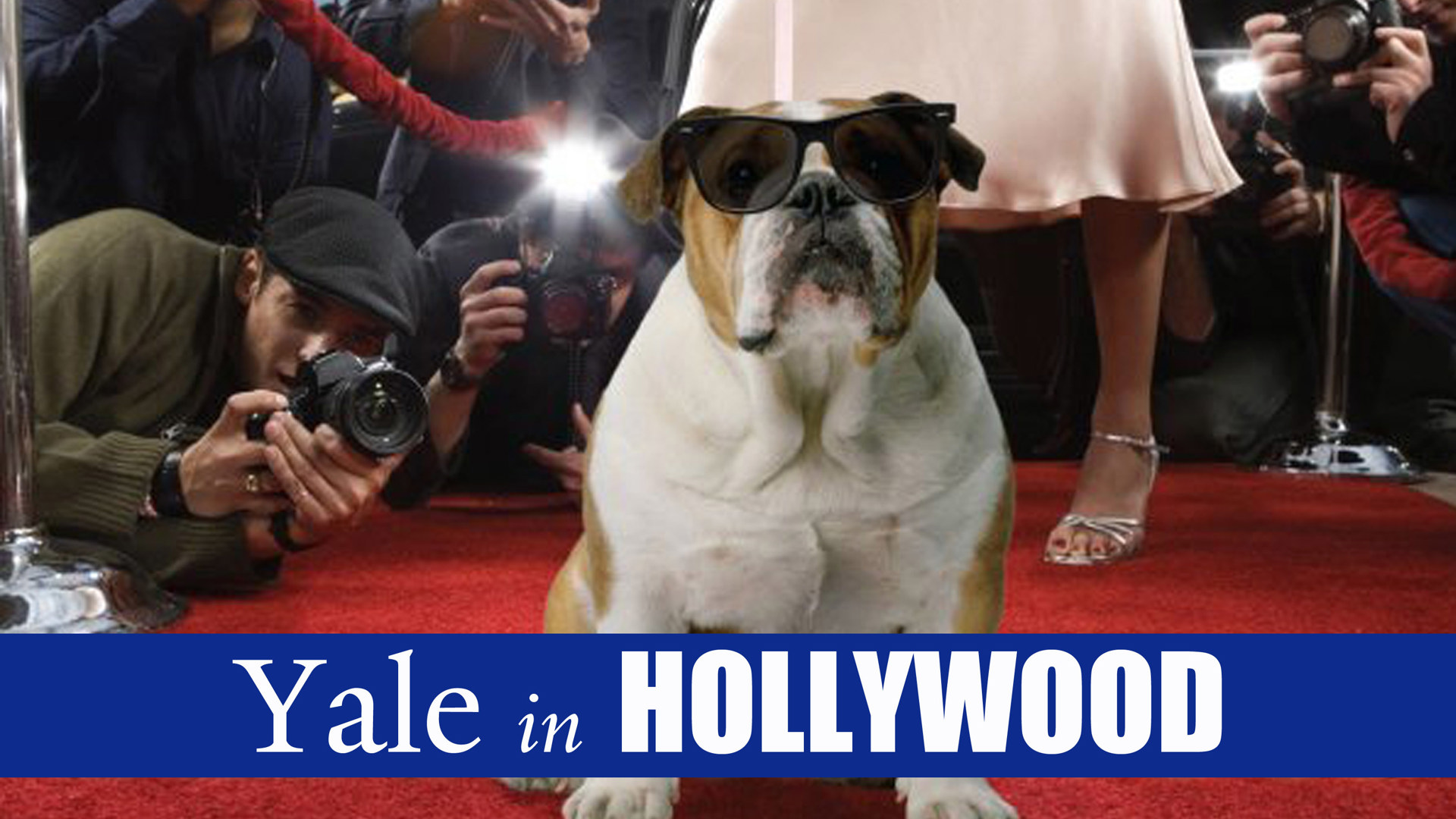 A bulldogs with sunglasses stands a red carpet with paparazzi taking photos. 
